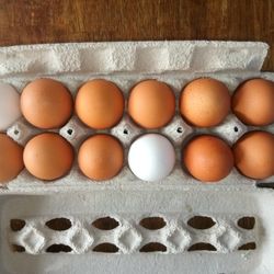 Farm Fresh Eggs