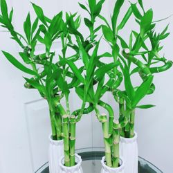 Lucky Bamboo 🎋Plants With Ceramic Pot - Indoor Plant - $15 each