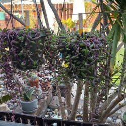 Succulent (Othonna Capensis) “Ruby Necklace” (92126)