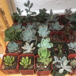 Succulents