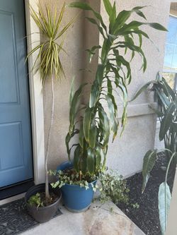 Potted Trees Succulents Plants