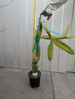 Dragon Fruit- Natural Mystic Variety