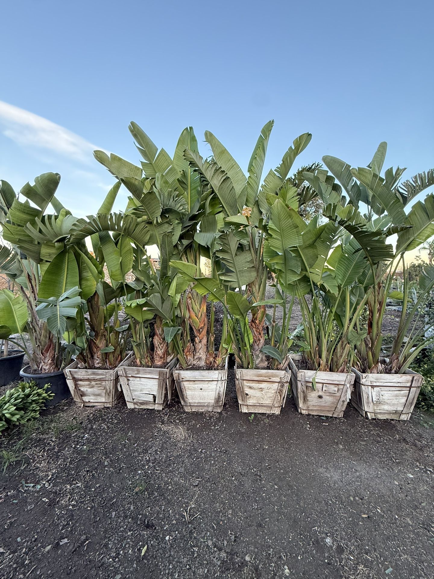 🌴 24” Box Giant Bird of Paradise