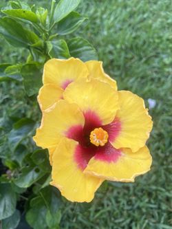 HIBISCUS (10” Pot Size) Attractive Flower, Bold & Beautiful 