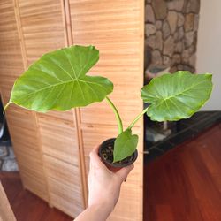 Elephant Ear plant (Alocasia) in 3" Pot - will grow big