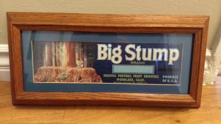 Big Stump Sequoia