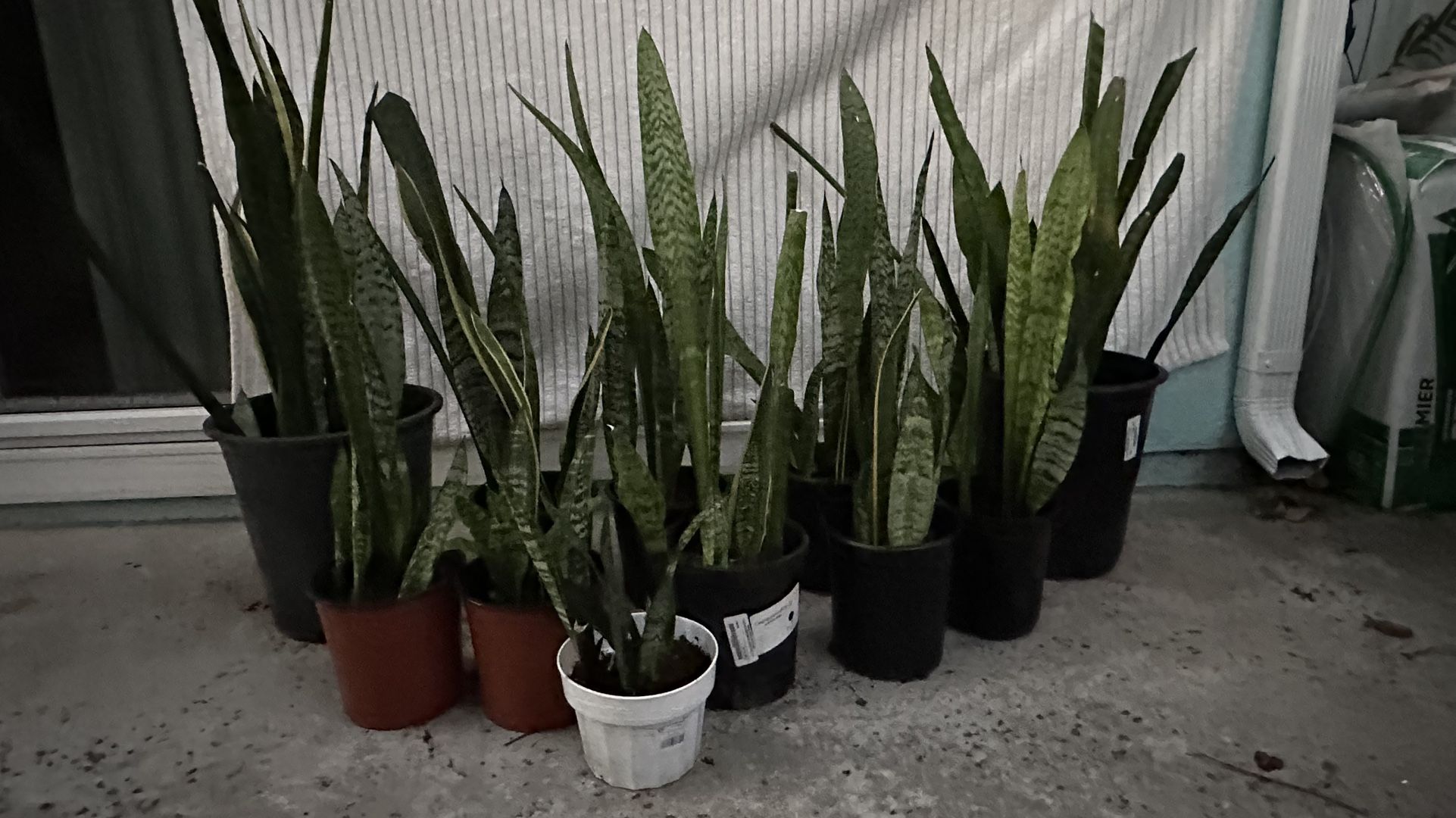 Snake Plants