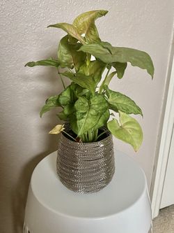Arrowhead plant in silver vase 🌱