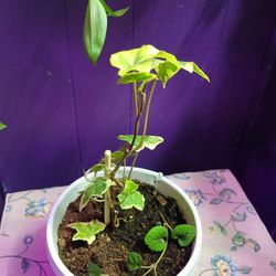 Variegated Ivy And Creeping Jenny