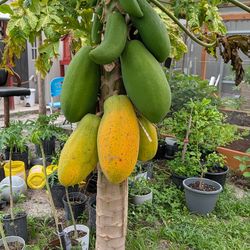 Organic papaya for sale