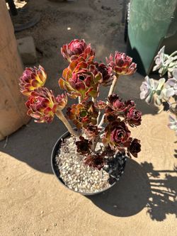 Aeonium