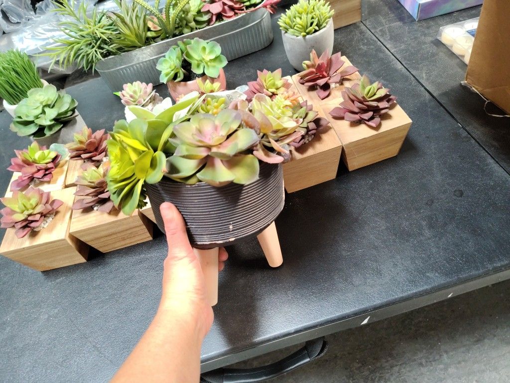 Succulent Liquidation Sale
