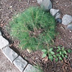 PINE TREES