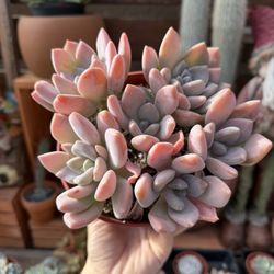 Echeveria Blush 6”
