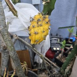Dragón fruit yellow plant