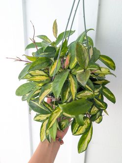 Hoya Carnosa Variegated Krimson Princess Plant 6" Pot - Indoor House Plants