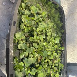 Blue Dragon Clearance 