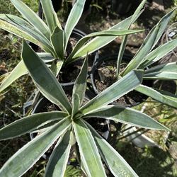 Agave Plant 
