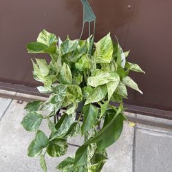 6” marble queen pothos
