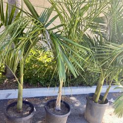 King Palms And Queen Palm Trees 