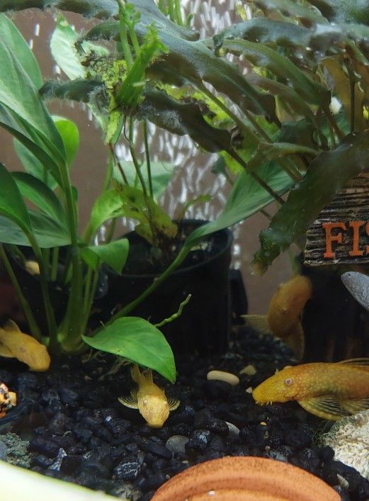 Decoration For Aquariums