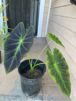 Blue and green Elephant Ear Plant