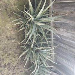 Aloe Vera Plants