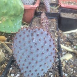 Santa Rita Prickly Pear