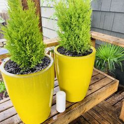 Price is for pair—Live outdoor Lemon 🍋 Cypress plant trees in a Le Beau ceramic planter planter pot—firm price