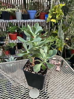 Suculenta