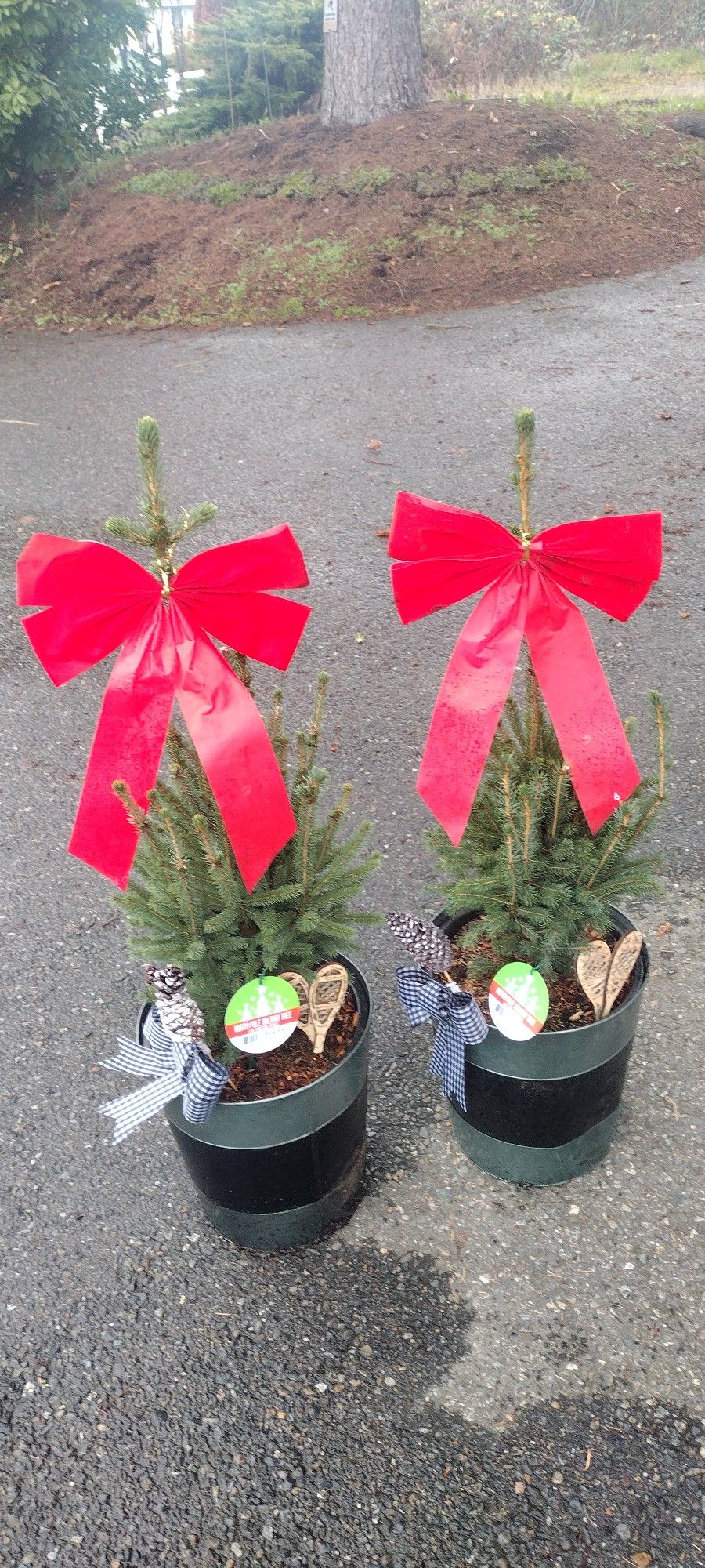 North Pole Spruce Trees/$30 EACH
