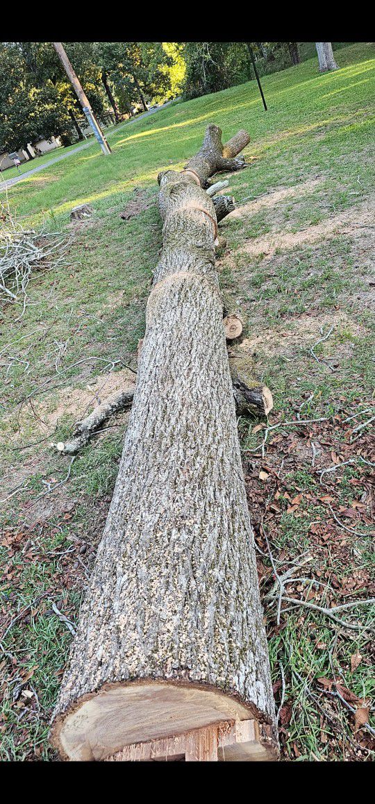 Hickory Log