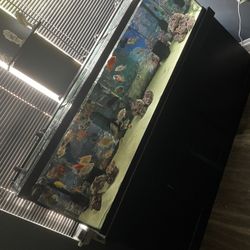 125g Fish Tank And Stand 