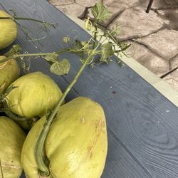  Chayote  Germinado