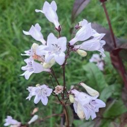 Lobelia Perennial Plants 