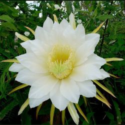 San Pedro Cactus 🌵 