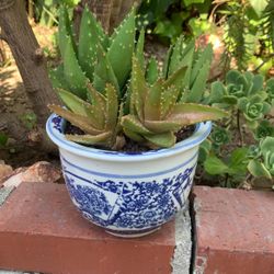 Beautiful Cactus In Blue And White Ceramic Asian Pot 