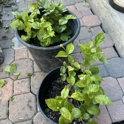 Blooming Jasmine Plants