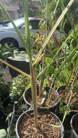 Lemongrass. 6$ Pot. Xả Tím
