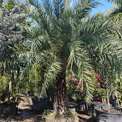 Sylvester Palm Trees $200 Per Ft Of Trunk 🌴