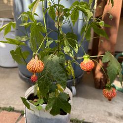 Tiger Eye Chinese Lantern Plant