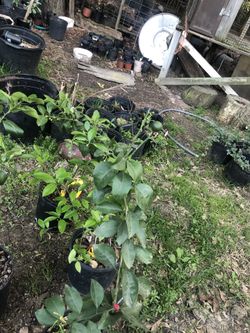 Plantas De Limones Verdes  Naranjas Y Mandarinas 