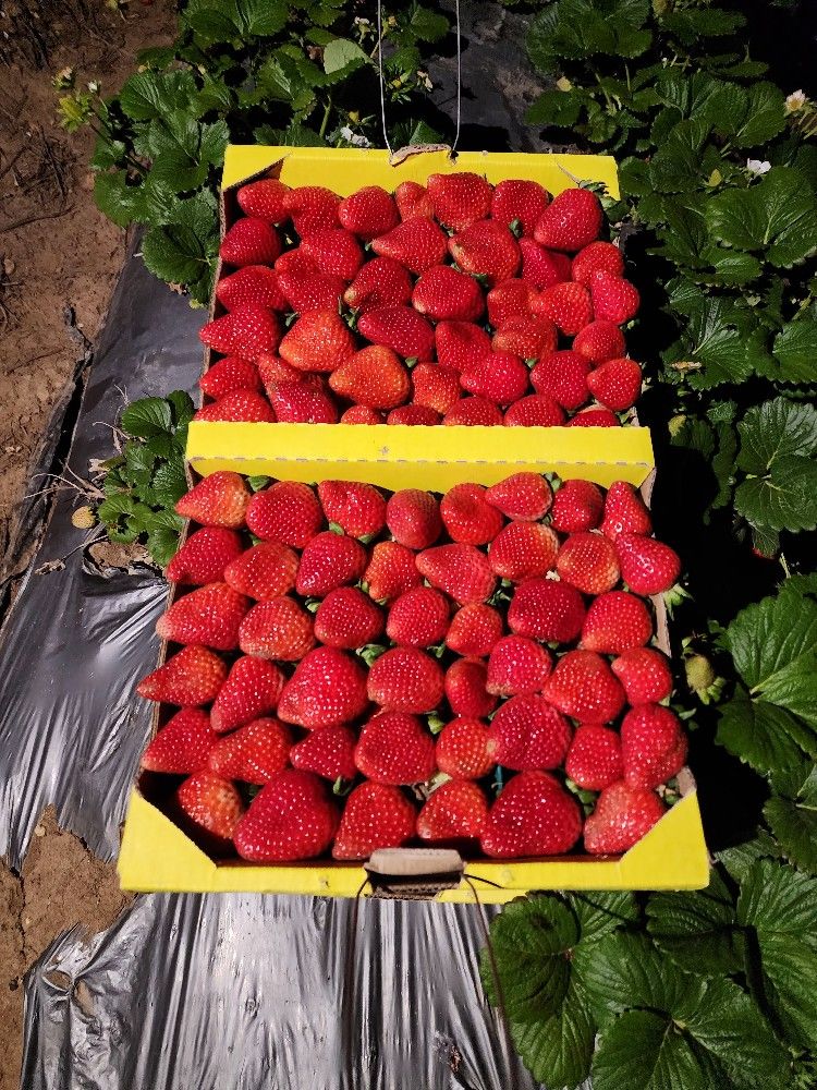 Wholesale Freshly Picked Sweet Strawberries 🍓