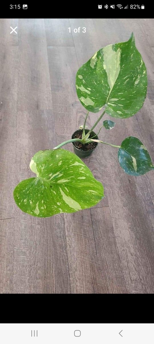 Monstera Thai Constellation