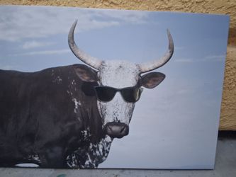 Wall Art (Bull with Sunglasses