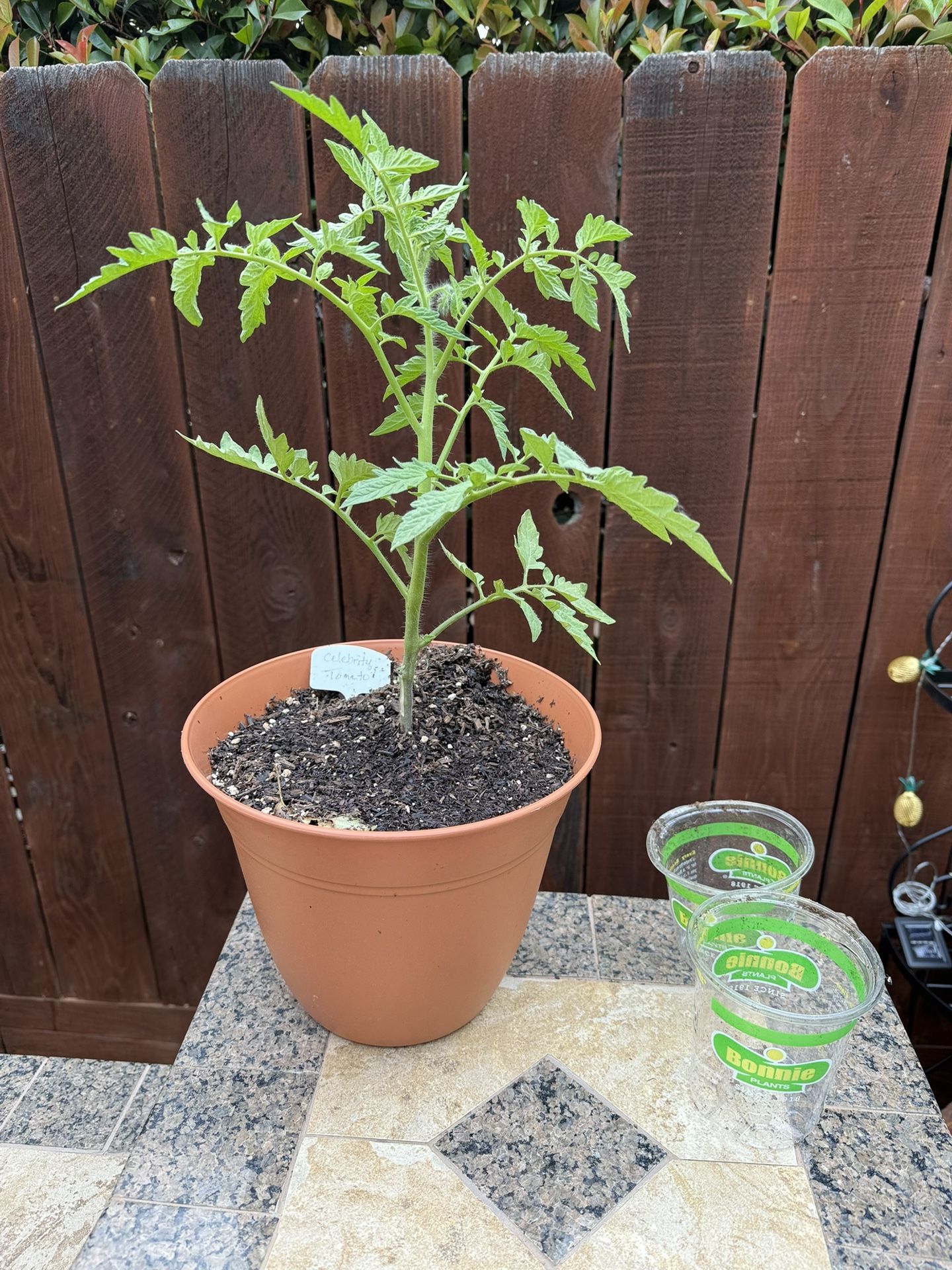 Organic Tomato Plants 🪴 4-Sale