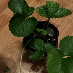 Strawberry Plant 