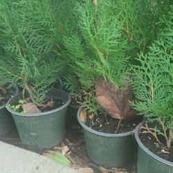 Pinos Tulia 1/2 Gallon 