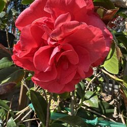 Red Camilia Plant 15gal  