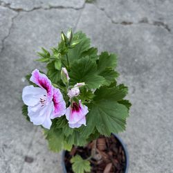 Potted Geranium Plant